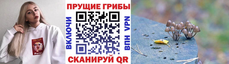 сайты даркнета какой сайт  Кизилюрт  Галлюциногенные грибы прущие грибы 
